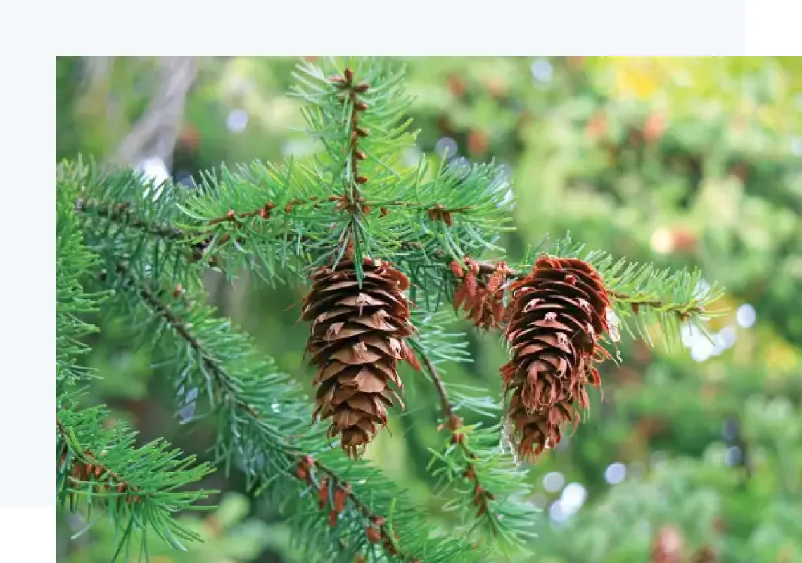 Pine Chemtradeasia
