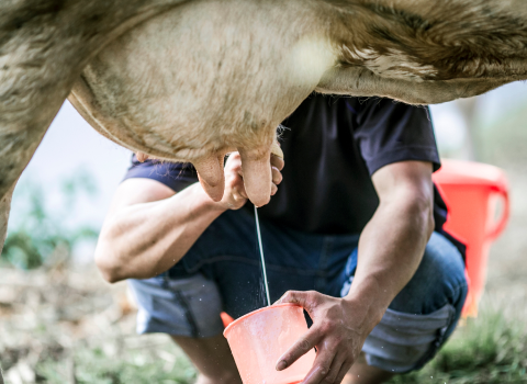 Top Blog Number 1 from Milk Powder Asia