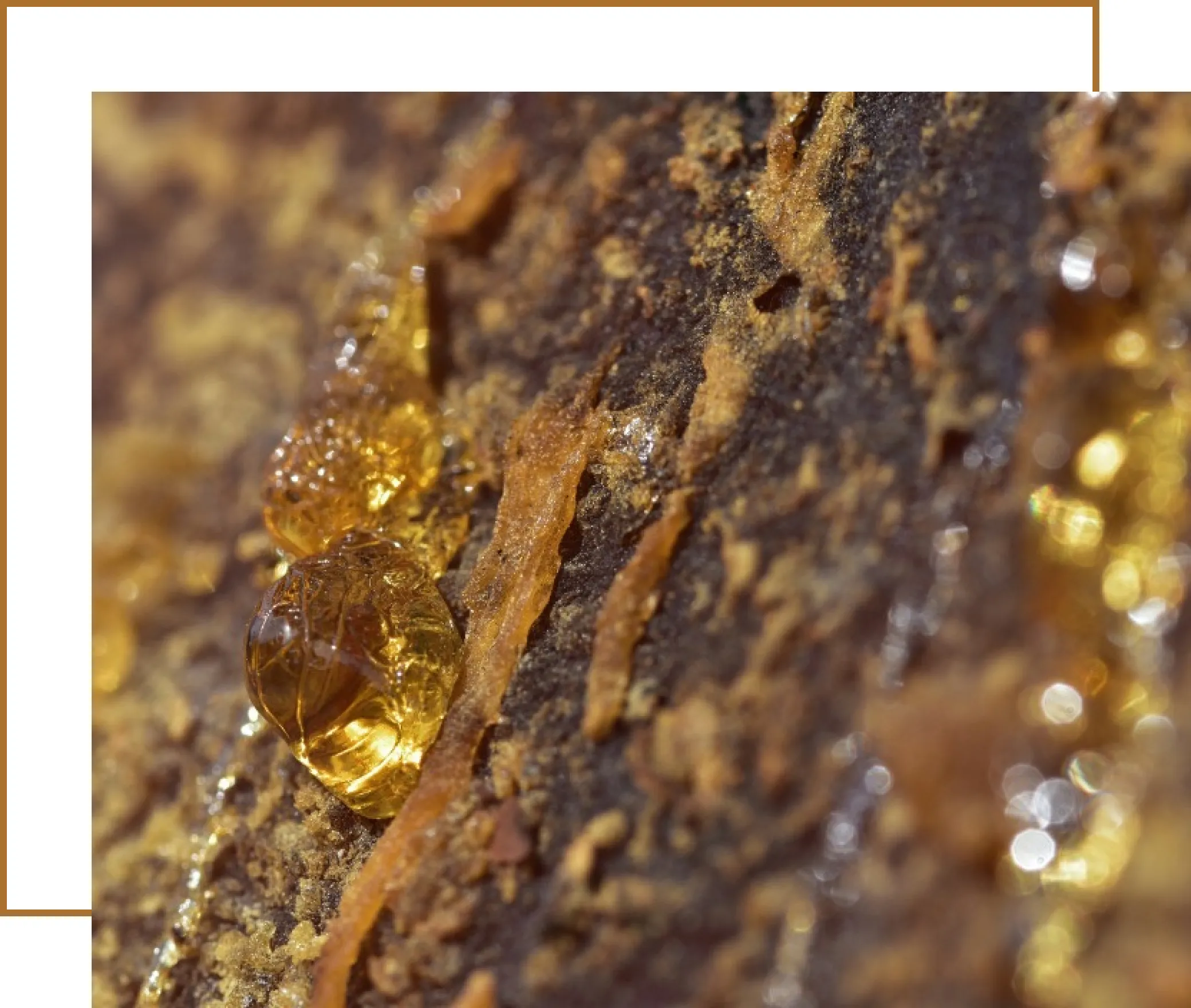 TOR Derivative by Tradeasia