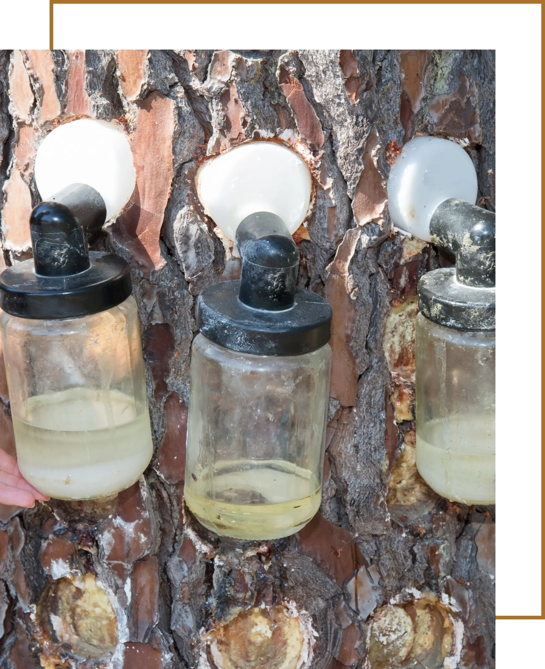 Market Spread Pine Chemicals