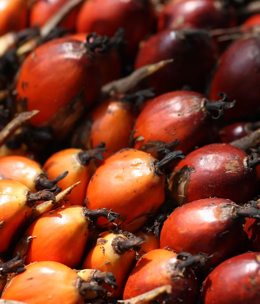 Palm Fatty Acid Distillate Top Product Image