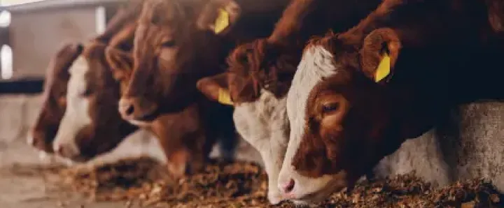 Animal Feed Industry