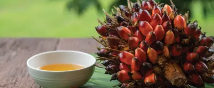 Oleochemical Industry